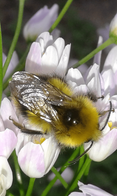 Bombus sp. (Apidae)? S, Bombus cfr. pratorum